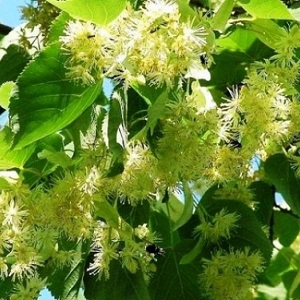 Опилки липовые оптом в Самаре от завода-производителя Лигнум Ресурс